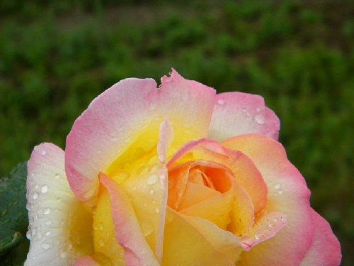 róza mademejland
