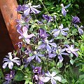 CLEMATIS