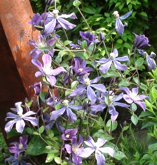 CLEMATIS